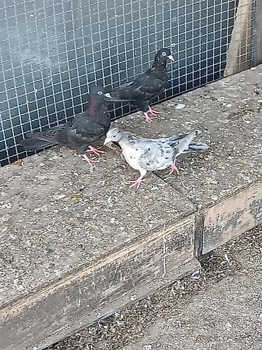 Pişiklər: Uçurmalı balaları. ağ dimdik qara ilə əbrəş iran quşlarından çıxıb — 4