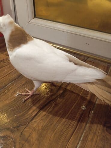 tap az goyercin satisi: Cins: göyərçini Rəng: Sarı boynuĝüllü desde kekilli boyun pecat — 9