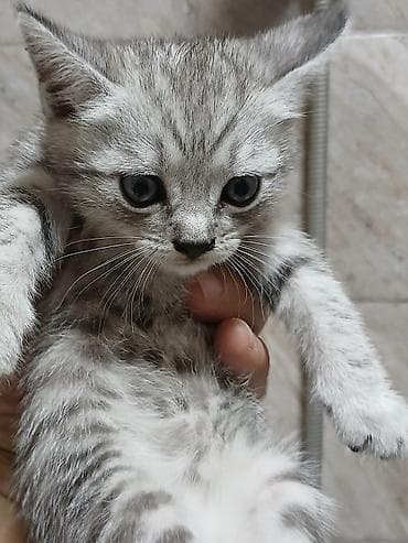 pişim: Şinşilla, Yaxşı əllərə — 3