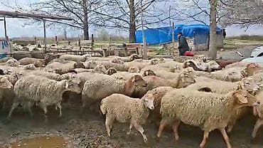 ətlik inək cinsləri: Satış: Qoyun sürüsü 0509813022 - Növ: Qoyun (ana qoyunlar üstünlük — 5