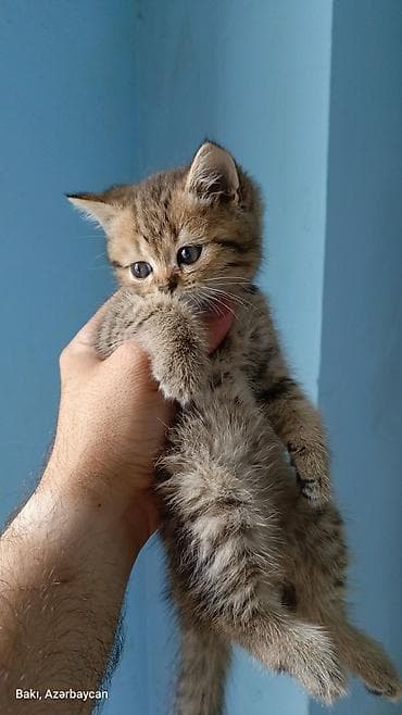 Britan