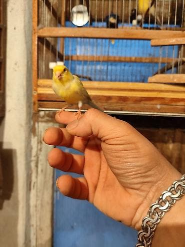 su qabı: Bül Bül əldən qorxmur bul bul salovey əl quşu rucnoy Sarı kanareyka – — 3