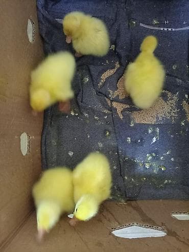Heyvanlar üçün mallar: Məhsul: Sarı ördək balaları (paçaqlı dimdikli, tüklü cücələr) Təsvir — 2