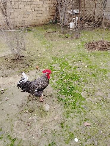 Бараны, овцы: Петух, лет: <1, Самовывоз — 2