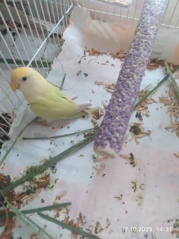 попугай ара цена: Salam Fişer və Nerazlucniklər satılır. tək tək 60 man cütü 100 man — 8