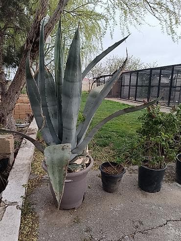 mal dili bitkisinin faydaları: Yasəmən ağacları dioçəkdə satılır biri 15₼. Kaktus formasında olan — 5