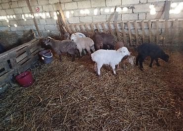 Satılır: quzu sürüsü
salam 11 erkək 1 dişi