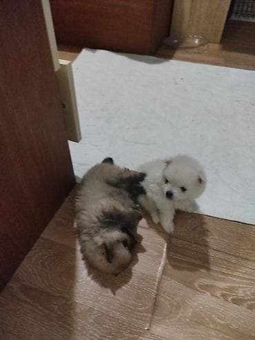 doyus itleri: Şpitz, 1 ay, Erkek, Ünvandan götürmə — 2