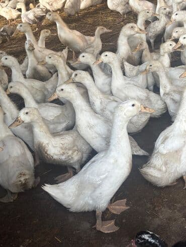 cins ineklerin qiymeti: Salam şekilde gördüyünüz Pekin ördekleri tecili satılır qiymət 7manat — 4