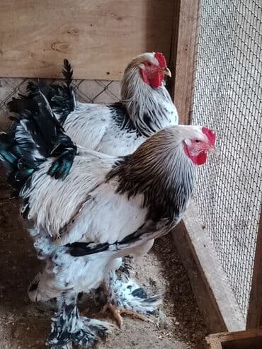 erkey quzular: Məhsul: Brahma cins xoruzlar. Təsvir: - İri gövdəli, sıx lələklənmiş — 2