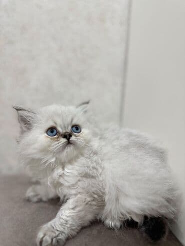 Balıqlar: Britan yastı qulaq, Erkək, Dişi, Yaxşı əllərə, Ünvandan götürmə, Pulsuz çatdırılma, Ödənişli çatdırılma — 15