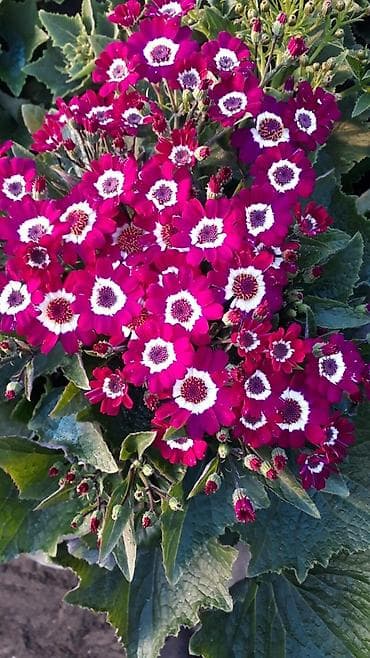 gul adlari: 🌹Senaria gülü topdan ve perakende satışı. 💳SAY çox olsa endirim — 7