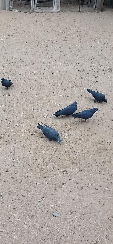 Akvariumlar: 5 dene goyercin satilir 5 denesi 20 manata - Növ: ev göyərçini (qara — 1