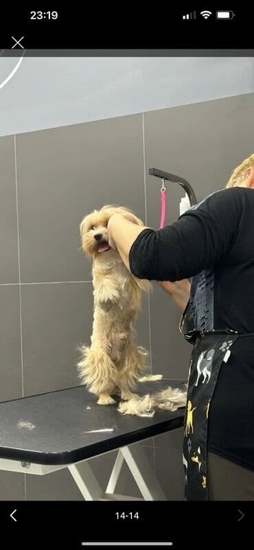 cib iti: Ana atasının Seklı var 1aylıq erkek bala Miniatür it balası – yığcam — 6