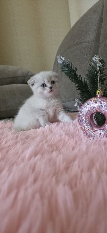 scottish fold qiyməti: Şotland yastı qulaq, Ünvandan götürmə — 2