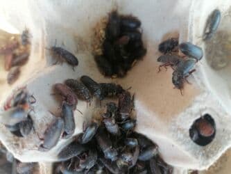 рынок животных в баку: Un qurdu bocəyi — 2