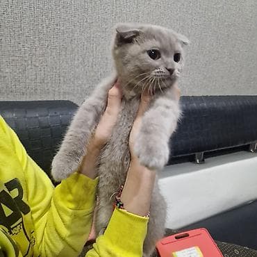 pisik sekileri: Şotland — 8