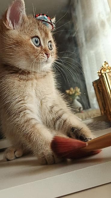 Qızıl şinşilla, Erkək, Yaxşı əllərə, Ödənişli çatdırılma lalafo.az -da Qızıl şinşilla, Erkək, Yaxşı əllərə, Ödənişli çatdırılma