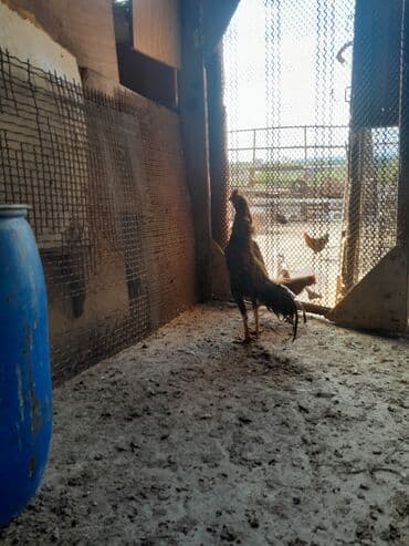 pişik şəkilləri: Məhsul: Xoruz (yerli döyüş/əsilzadı tipli) Təsvir: - Uzun bədənli — 2