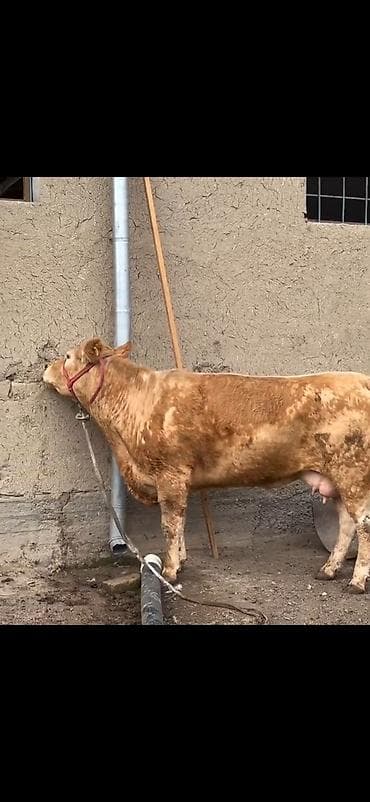 kənd heyvanları: Satlıq heyvan – inək ilə buzov dəsti - Növ: inək və yanında erkək — 10