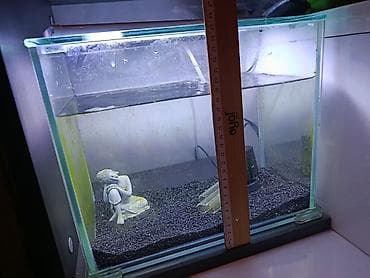 Dördbucaq akvarium, Boş, 2 l, Ödənişli çatdırılma lalafo.az -da Dördbucaq akvarium, Boş, 2 l, Ödənişli çatdırılma