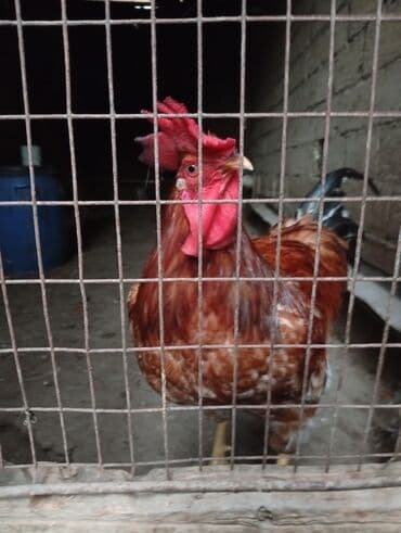 gence toyuq cuce: Xoruz, il: 1, Ünvandan götürmə — 2