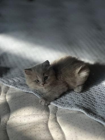 pişikləri: Britan — 2