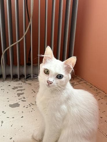 heyvan alqi satqisi: Van, Dişi, Ünvandan götürmə — 7