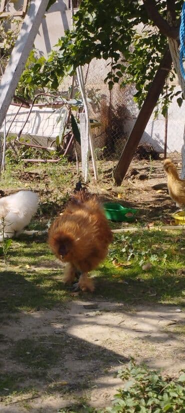 gence toyuq cuce: Toyuq, Damazlıq — 3