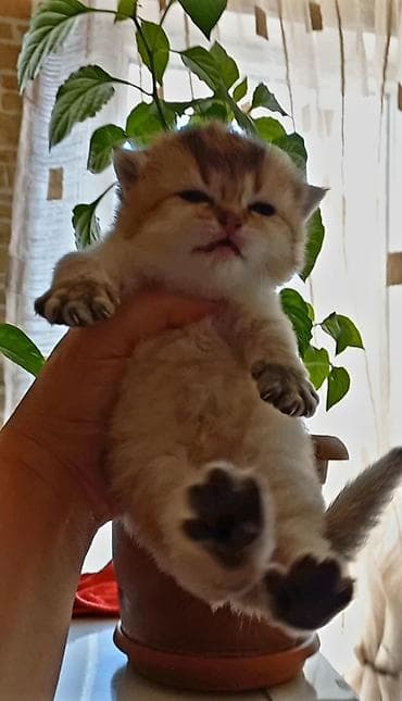 anqor pisik: Britan, Erkək, Yaxşı əllərə, Ünvandan götürmə — 8