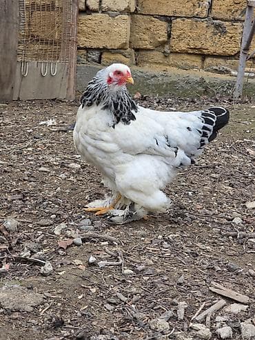 Gəmiricilər: Salam layt bantam brahma yalnız barter olunur təkliflər maraqlıdır — 1