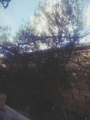 Digər bitkilər: Zeytun ağacı satılır - Növ: Zeytun (Olea europaea) - Hündürlük — 1