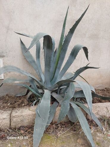 высокий кактус: Hundurluyu 1 metr,yarpaqlari saglam ustunde 1,2 dene balasida — 1