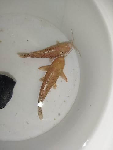 dib balıqları: Koridoras balığı, Sülhsevər — 2