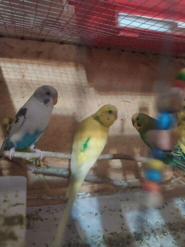 Птицы: Tutuquşular müxtəlif rənglərdə mövcuddur və ev heyvanı kimi saxlamaq — 3