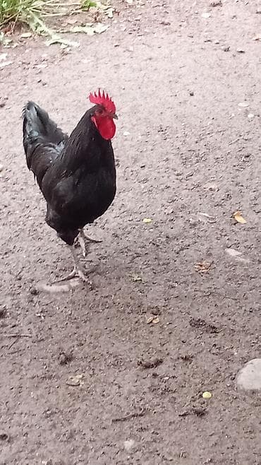 heyratı o şamo: Toyuq, Australorp, Damazlıq, Ünvandan götürmə — 2