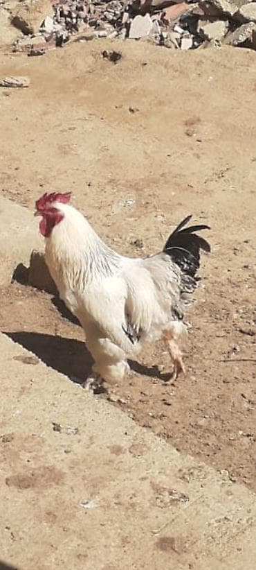 Животные: Brahma cinsi xoruz 9 ayliq damazliq ayagi tuklu - Rəng: ağ lələklər — 4
