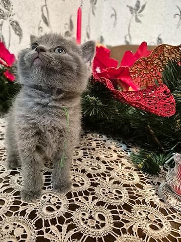 poni at satilir: Boz tüklü, qısa xəzli balaca pişik balası təqdim olunur. - Yumşaq — 2