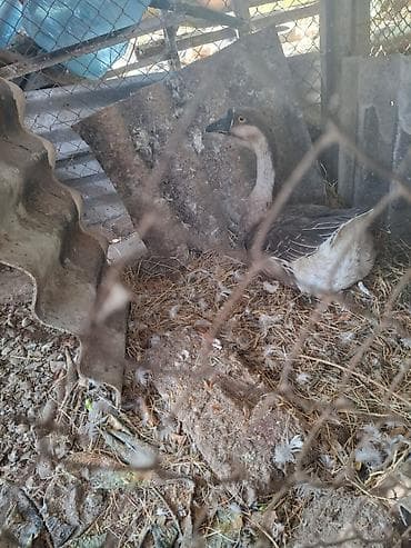 qaz balari: Qazlar satılır – 2 baş (ağ və boz rəngli) - Növ: ev qızı (qaz) - — 3