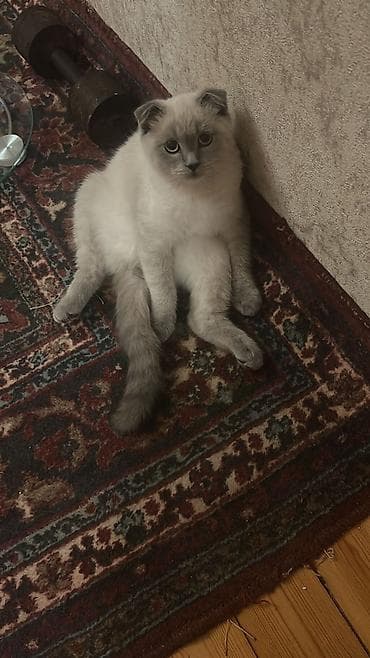 Шотладская вислоухая — 5