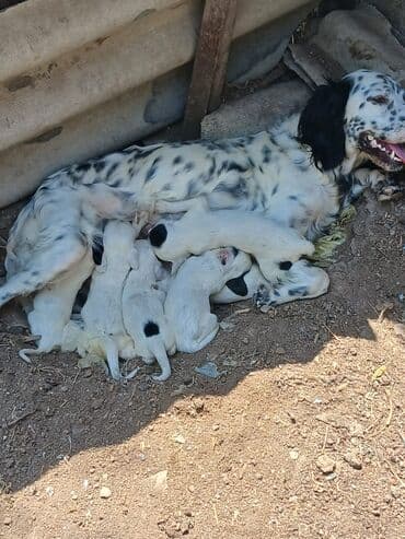 ingilis setteri it cinsi digər adı: Dişi — 2