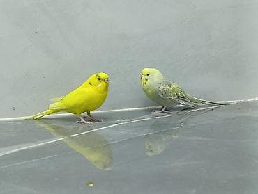 tutuquşu cex: Məhsul: Dalmatin və parlaq sarı rəngli cüt dalğalı tutuquşu (nimfa — 1