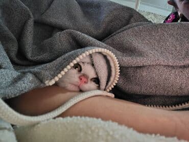 bala pişik adları: Yaxşı əllərə — 3