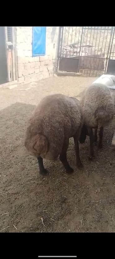 Рогатый скот: Keçən ilki quzular dı gələn ay 1 yaşları olur 40 + ətləri var — 1