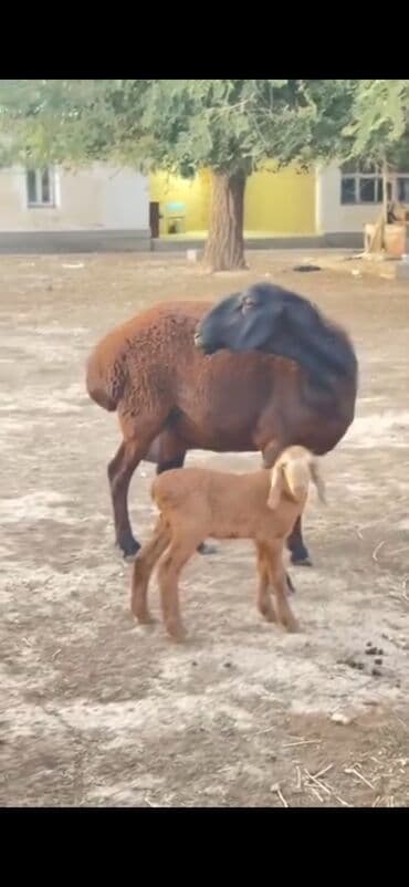 karlik dovsan satisi: Gissar sortu ana bala — 4