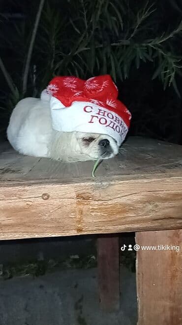 pekines itleri qiymeti: Pekines, 7 ay, Dişi, Peyvəndli, Ödənişli çatdırılma — 1