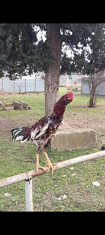 Другие с/х животные: Cins xoruz – uzunsov bədən quruluşu, hündür ayaqlar və güclü boyun — 2