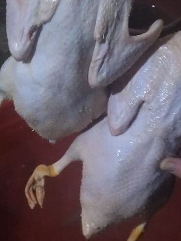 Məhsul: Təmizlənmiş ördək cəmdəkləri - Tam quş şəklində, içalatı lalafo.az -da Məhsul: Təmizlənmiş ördək cəmdəkləri - Tam quş şəklində, içalatı