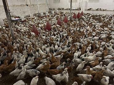 Digər heyvanlar: Salam Temiz Lider 55 Serebirst Tam saglam heyvanladir tam vaksinleri — 5