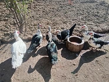 ördək yumurta: Sağlam heyvanlardır yumurtdiyanlari var içlərində qiymət hamısına — 2